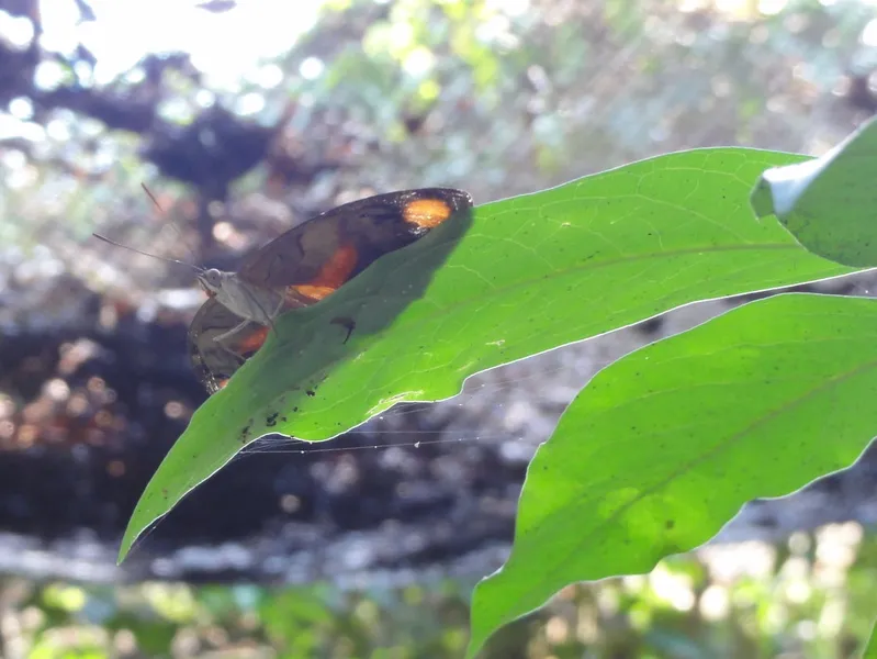 Pilpintuwasi Butterfly Farm