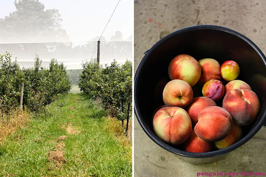 Pine Crest Orchard