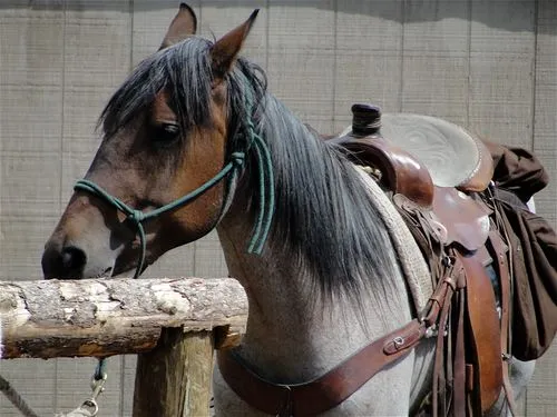 Piney River Ranch