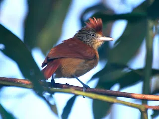 Pipeline Road Birdwatching