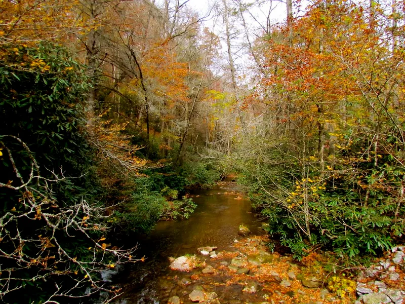 Pisgah National Forest