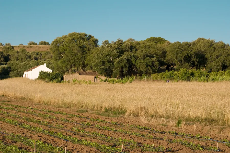 Plains of Castro Verde