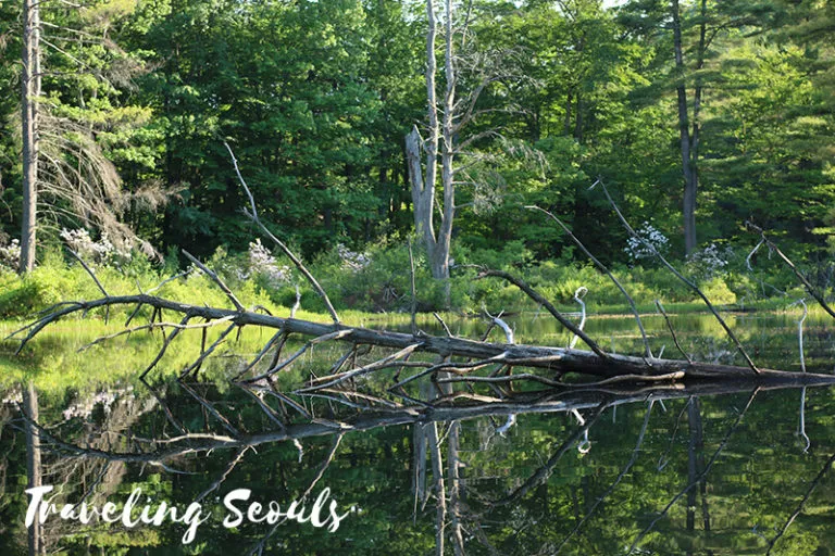 Pleasant Valley Wildlife Sanctuary