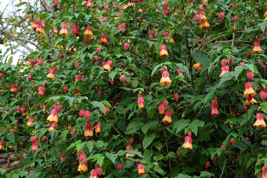 Poho Flowers