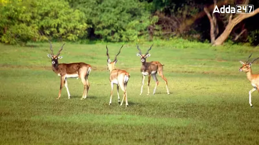 Point Calimere Wildlife Sanctuary