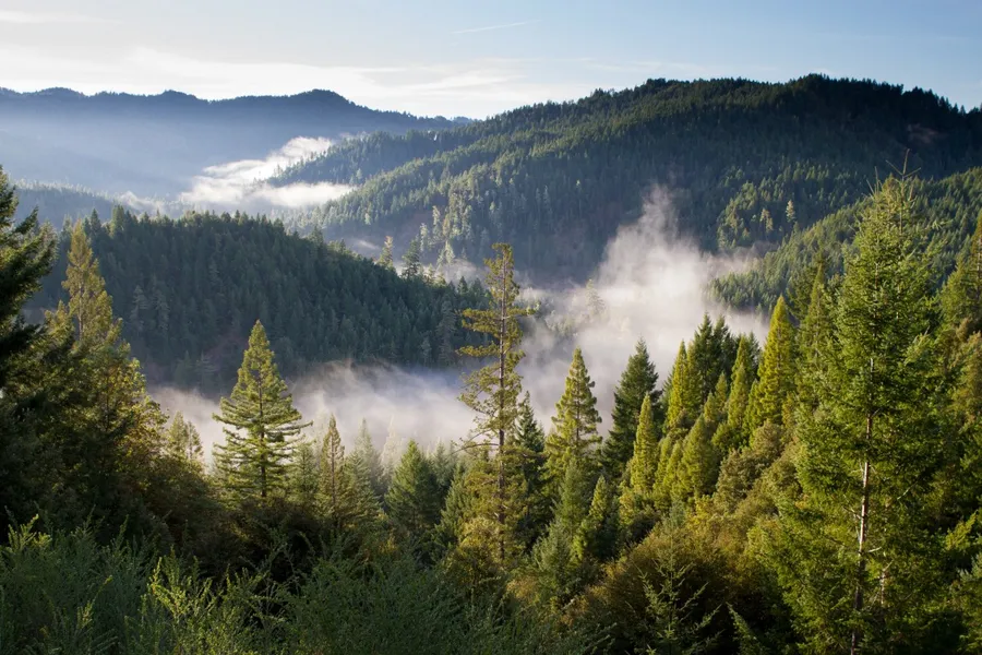 Point Washington State Forest