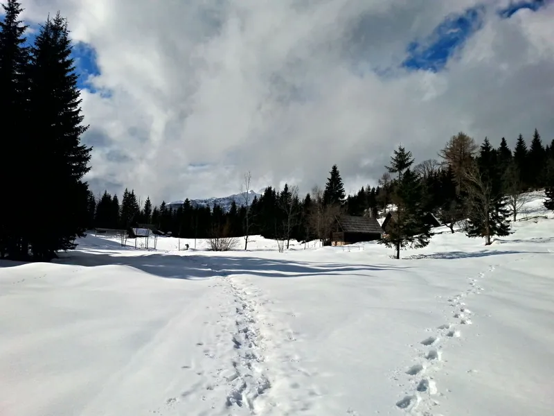 Pokljuka Plateau