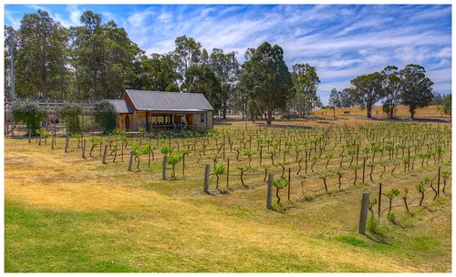 Pokolbin Estate Vineyard