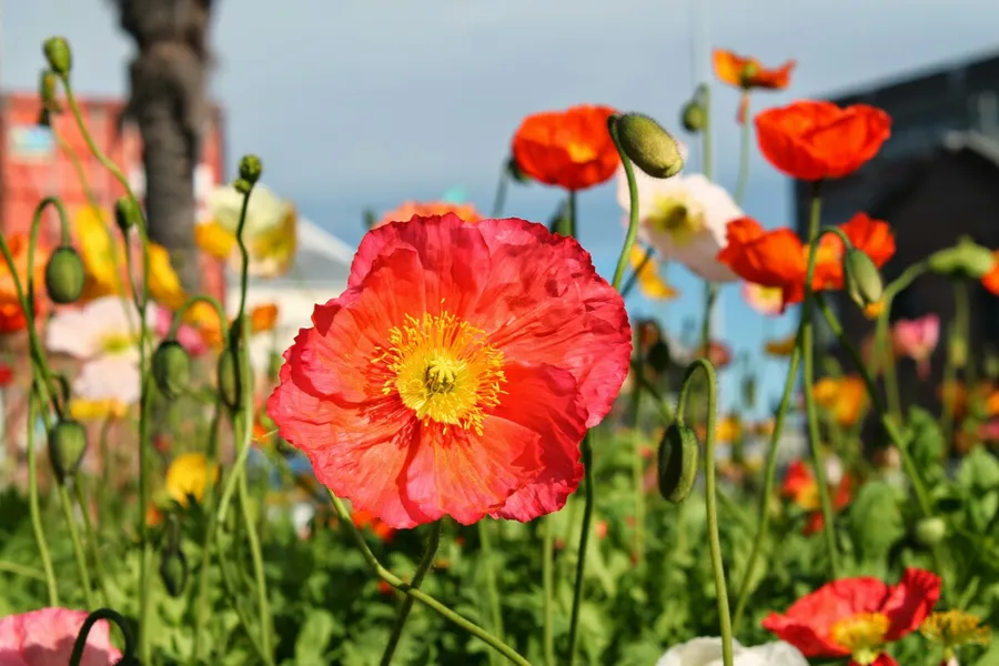 Poppies Martinborough
