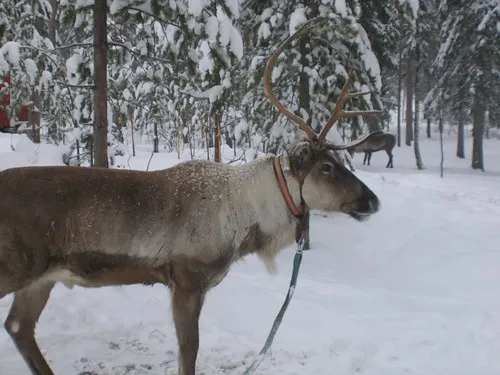 Poro Farmi Reindeer Farm