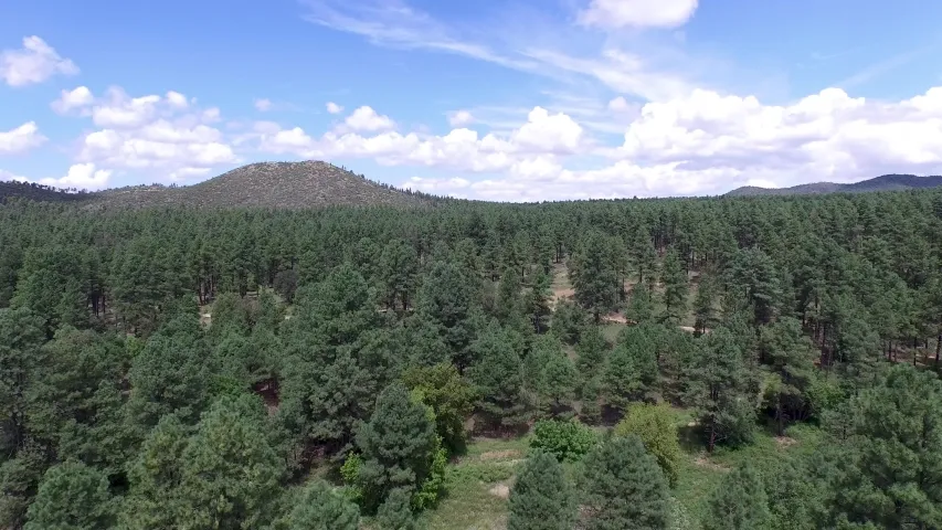 Prescott National Forest