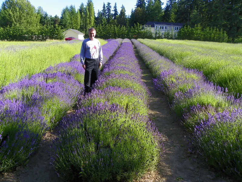 Prince Edward County Lavender