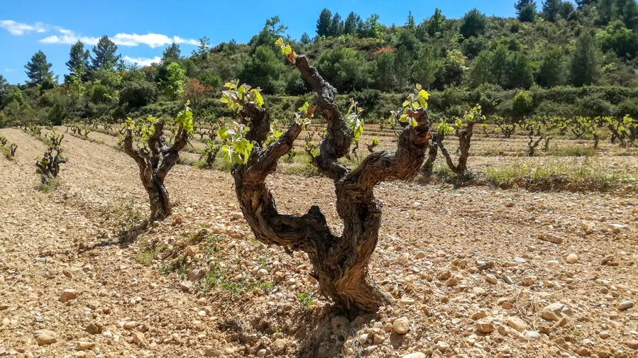 Priorat Wine Region