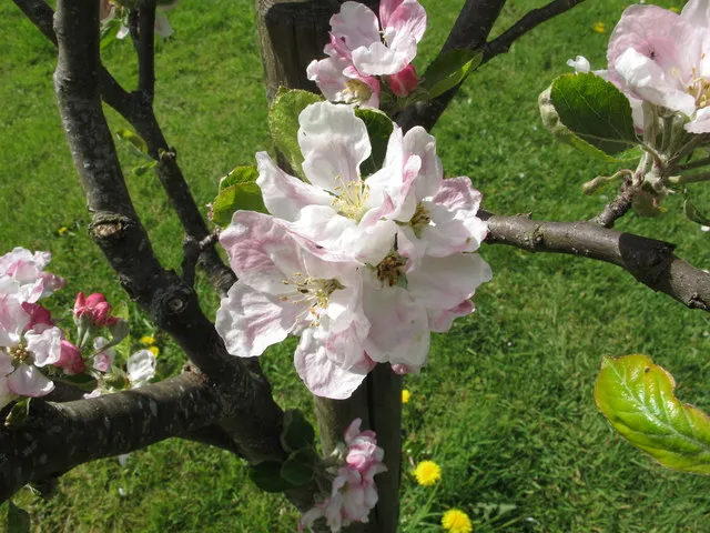 Priorwood Garden