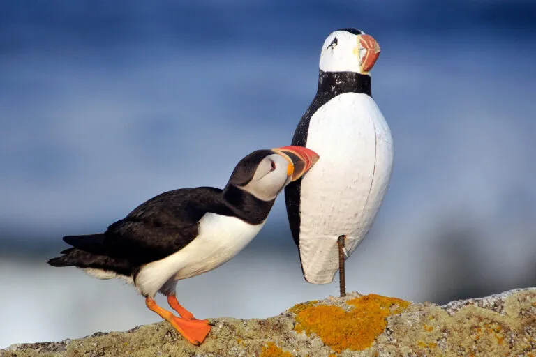 Project Puffin Visitor Center