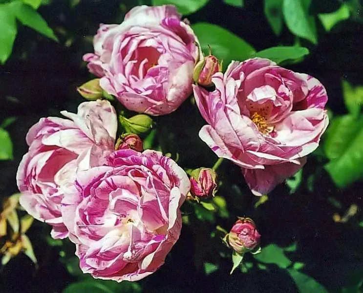 Provins Rose Garden