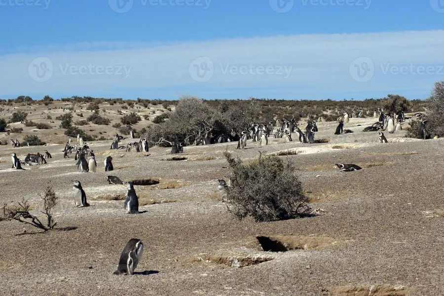 Punta Tombo