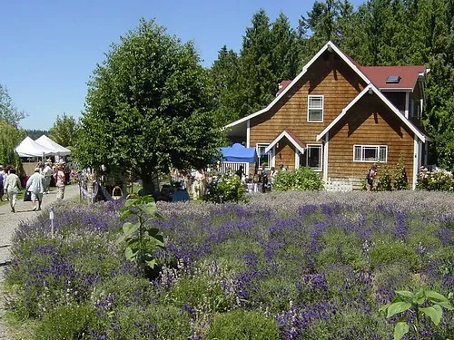 Purple Haze Lavender Farm