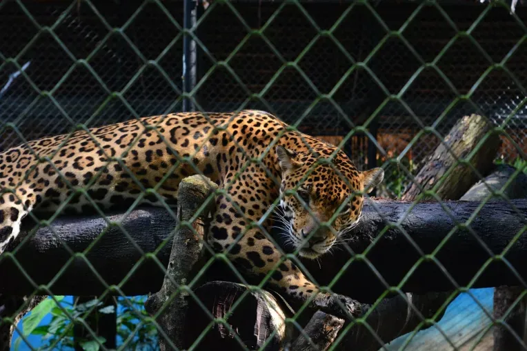 Quistococha Zoo