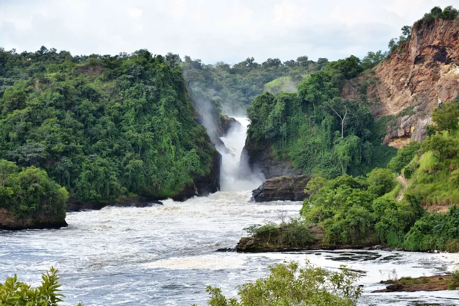 Rabongo Forest