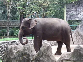 Ragunan Zoo