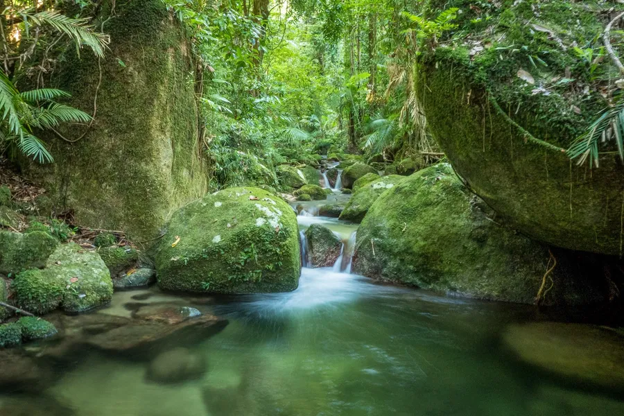 Rainforest Boardwalk