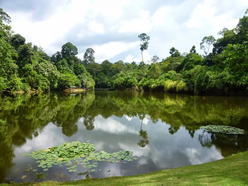 Rainforest Discovery Centre (RDC)