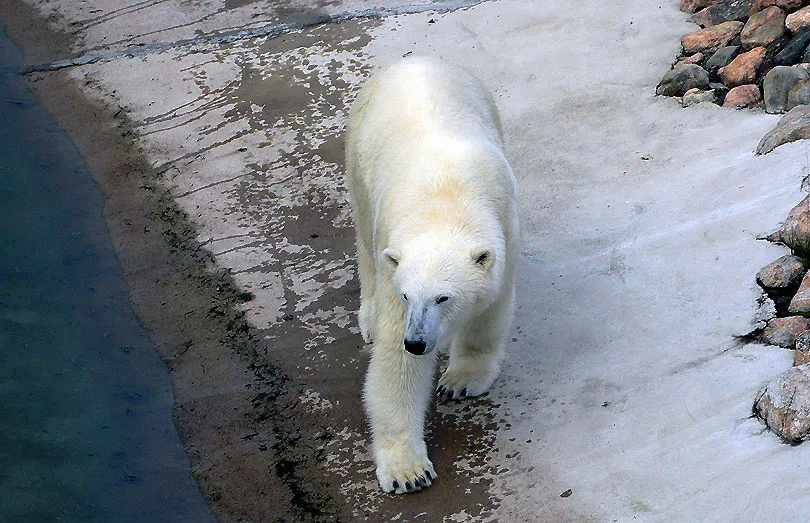 Ranua Zoo