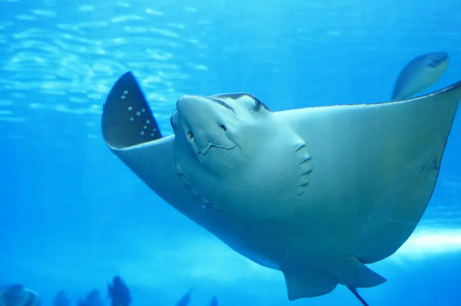 Ras Abu Soma Dive Site