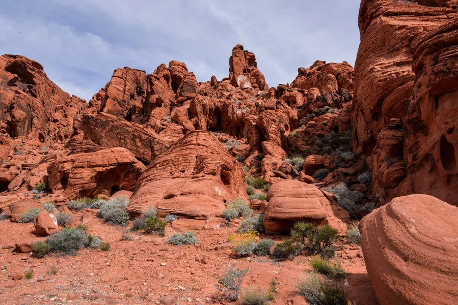 Red Hills Desert Garden