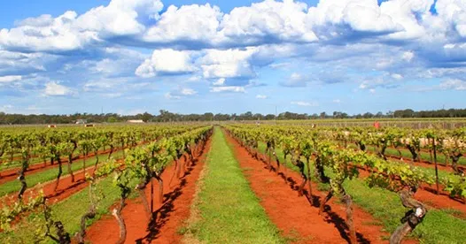 Redman Wines