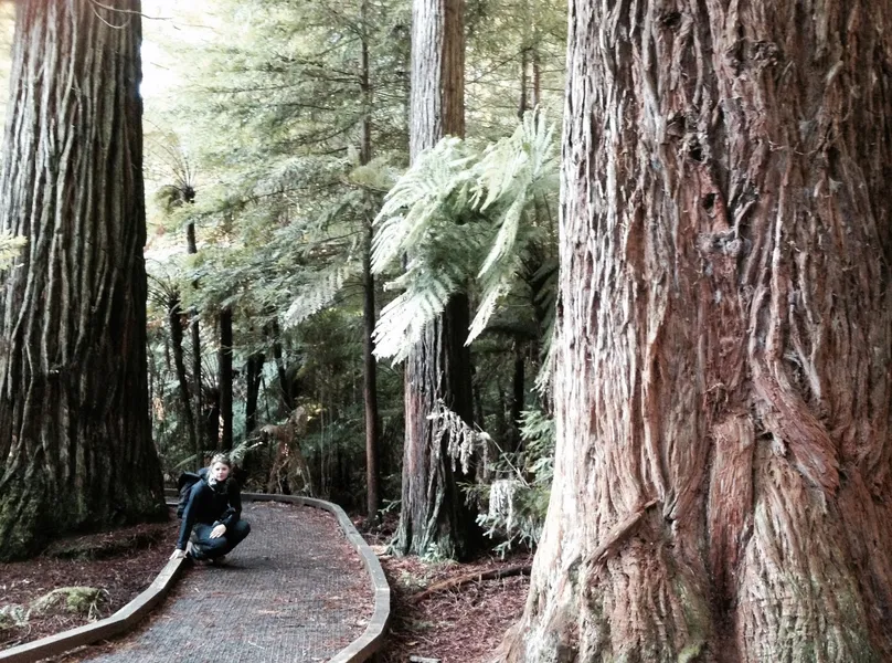 Redwoods Whakarewarewa Forest