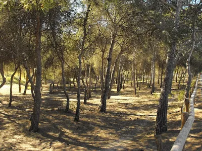 Reina Sofia Park