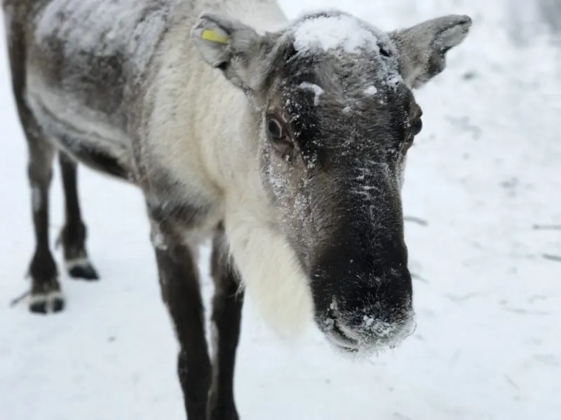 Reindeer Herding Experience