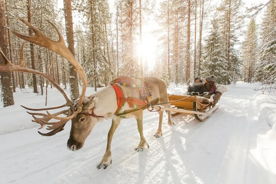 Reindeer Safari