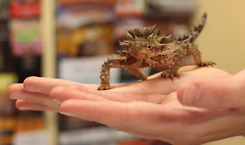 Reptile Centre