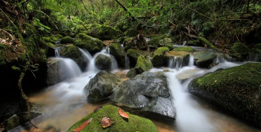 Reserva Científica Ébano Verde
