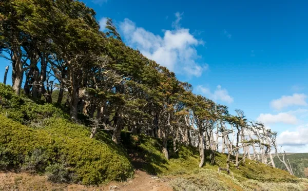 Reserva Nacional Magallanes