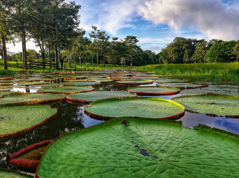 Reserva Natural Victoria Regia