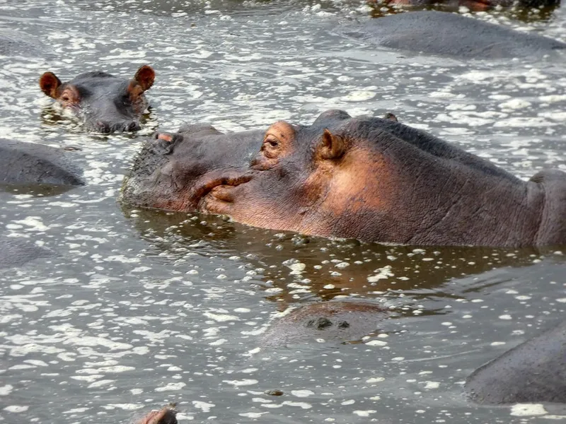 Retima Hippo Pool