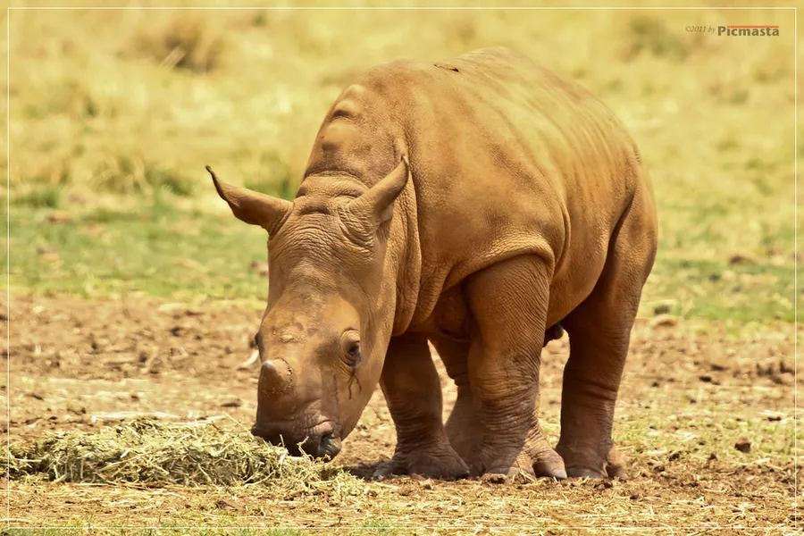 Rhino and Lion Nature Reserve