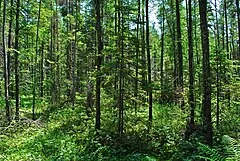 Rice Creek Conservation Area