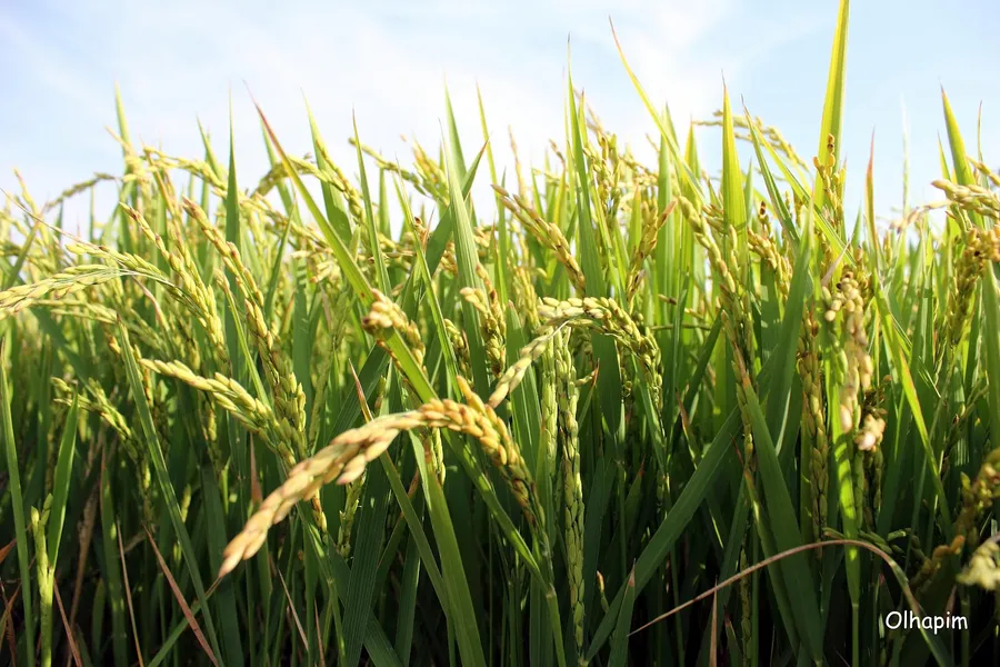Rice Fields of Comporta