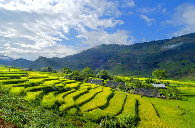 Rice Terraces of Sapa
