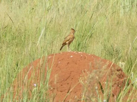 Rietvlei Nature Reserve
