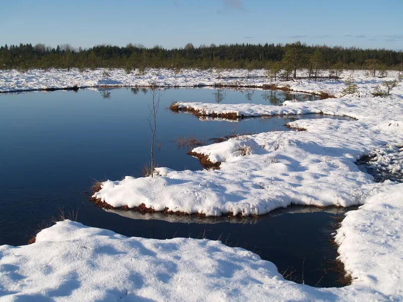 Riisa Bog Tower