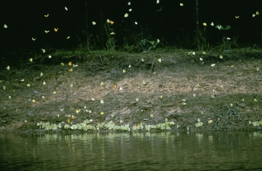 Rio Napo