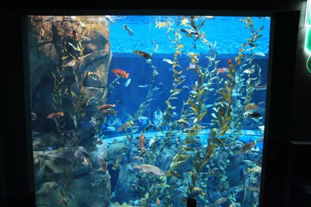 Ripley's Aquarium of the Smokies