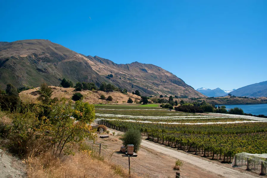 Rippon Vineyard