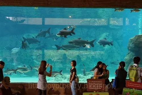 River Safari